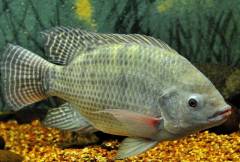 makanan-ikan-nila-murah-meriah (1)