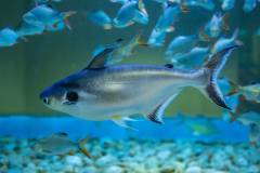 Manfaat_Ikan_Patin_Pangan_Laut_Pencegah_Stunting1