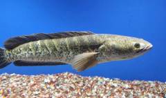 1624323716-makanan-ikan-gabus-banner