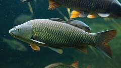 Ikan-Mas-Ikan-Air-Tawar-yang-Mudah-di-Budidaya-1